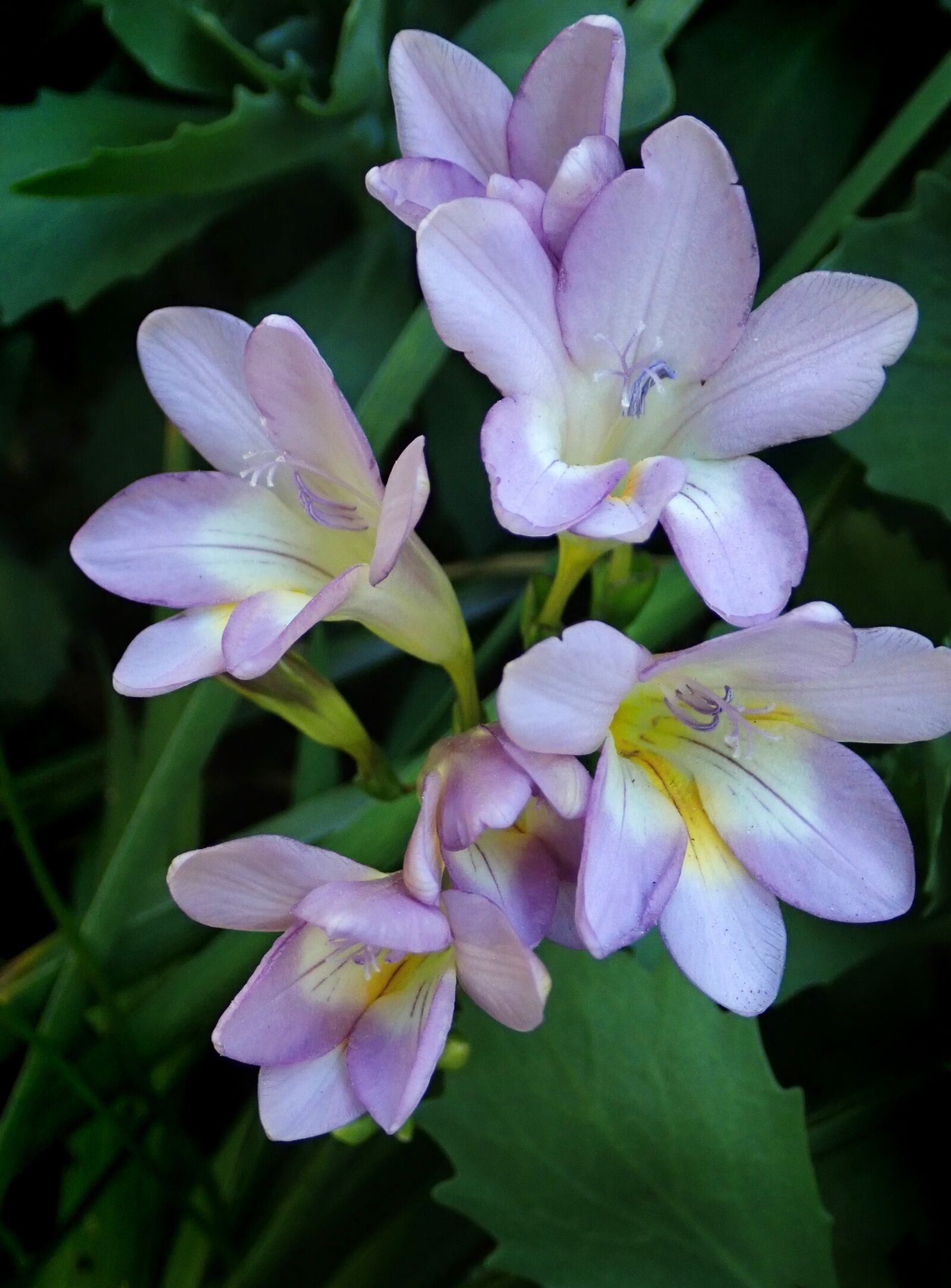 Olympus TG-5 sample photo. Flowers, freesias, fragrant photography