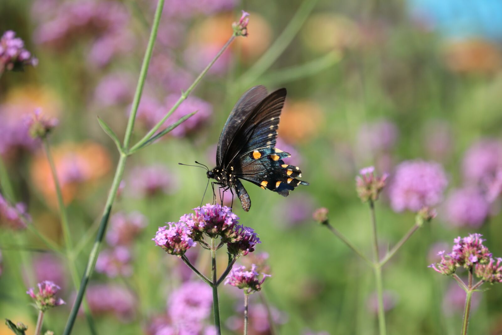 Canon EF-S 55-250mm F4-5.6 IS STM sample photo. Butterfly, flower, insect photography