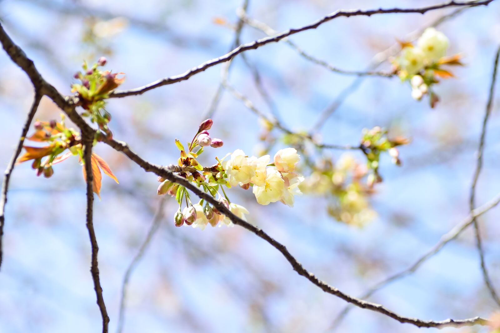 Nikon Df sample photo. Flowers, natural, cherry photography
