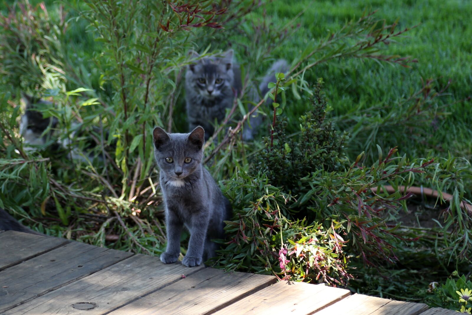 Canon EOS 6D + Canon EF 24-105mm F4L IS USM sample photo. Kitten, cat, pet photography
