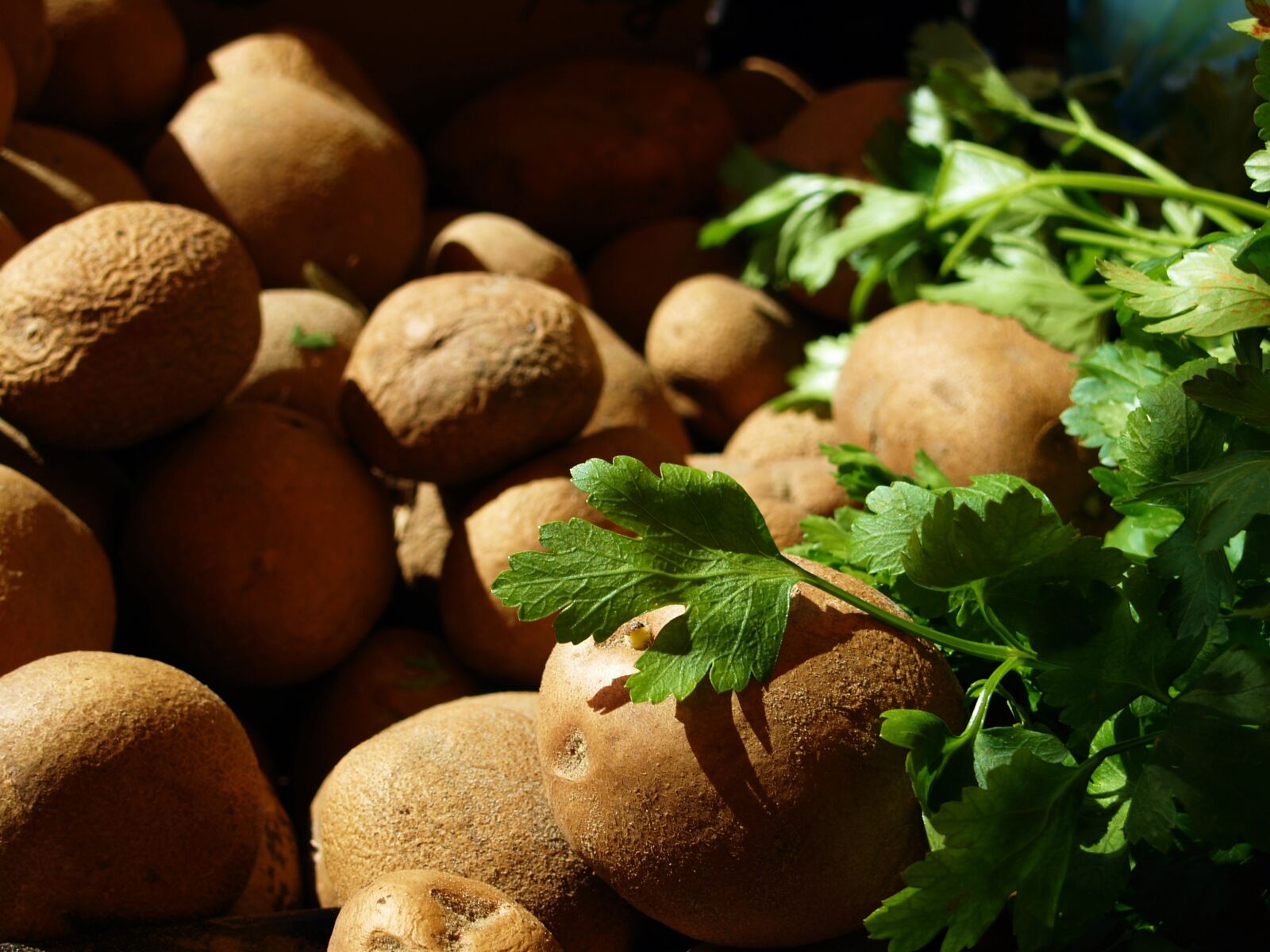 Olympus E-330 (EVOLT E-330) sample photo. Potato, vegetable, food photography