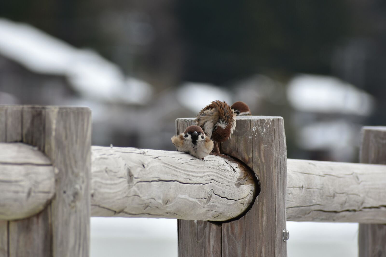 Nikon D7200 sample photo. Animal, wood, bird photography
