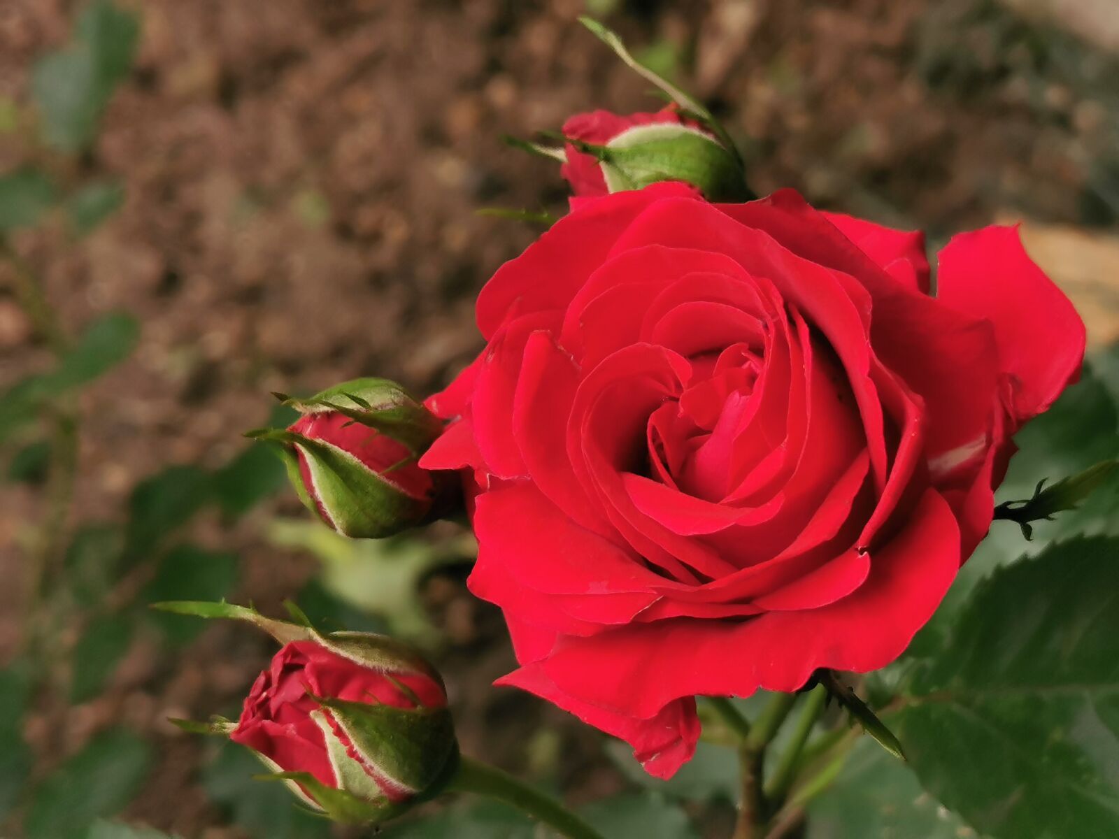 HUAWEI P30 sample photo. Red roses, buds, romantic photography