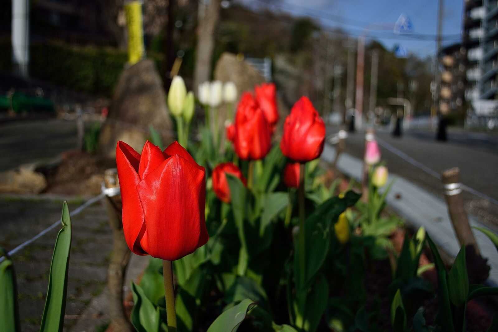 Nikon D3100 sample photo. Flower, red, plant photography