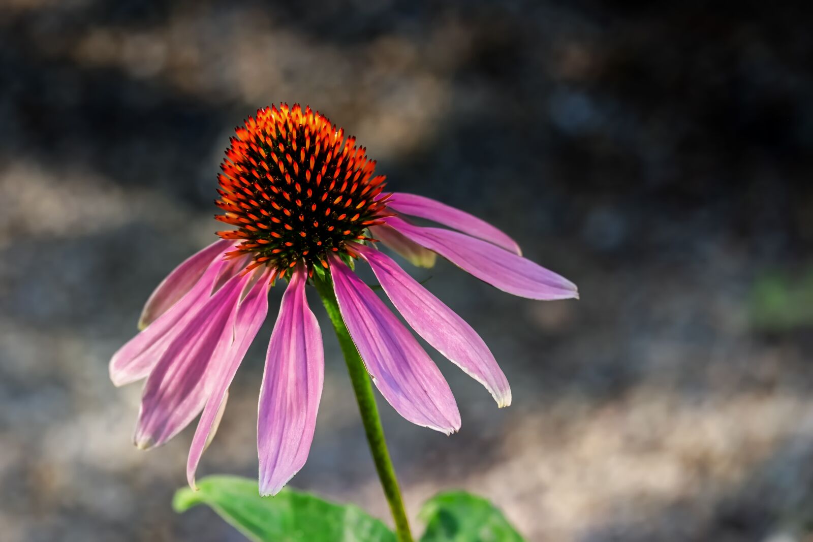 Fujifilm XF 55-200mm F3.5-4.8 R LM OIS sample photo. Coneflower, flower, blossom photography