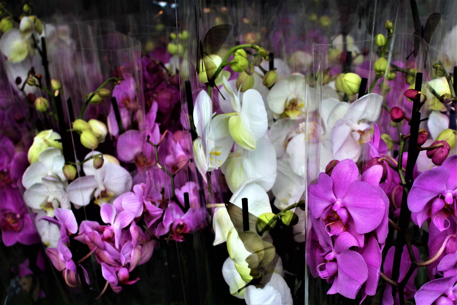 Canon EOS 700D (EOS Rebel T5i / EOS Kiss X7i) sample photo. Orchid, flowers, flower photography