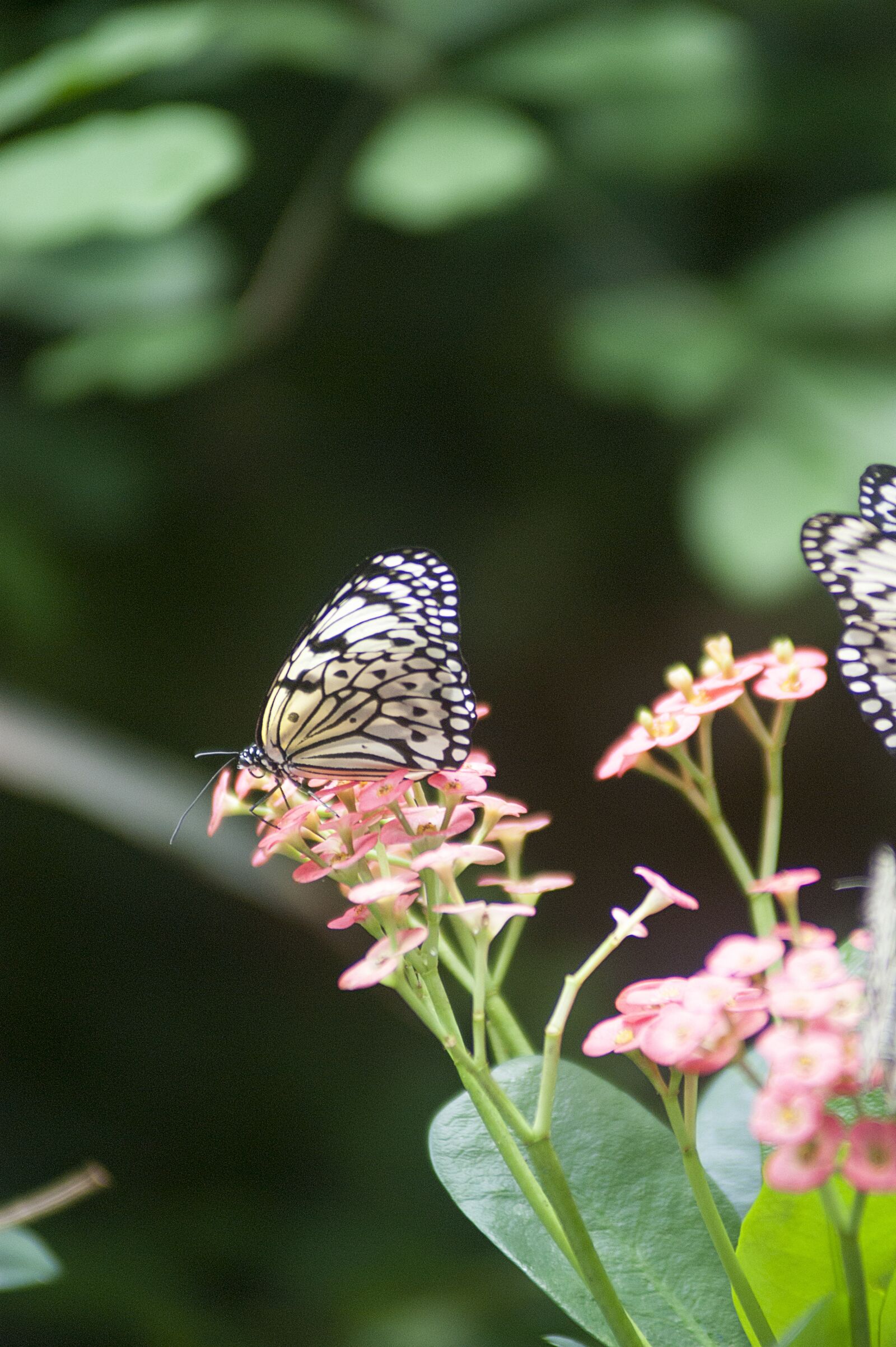 Minolta AF 80-200mm F2.8 HS-APO G sample photo. Butterfly, insect, nature photography