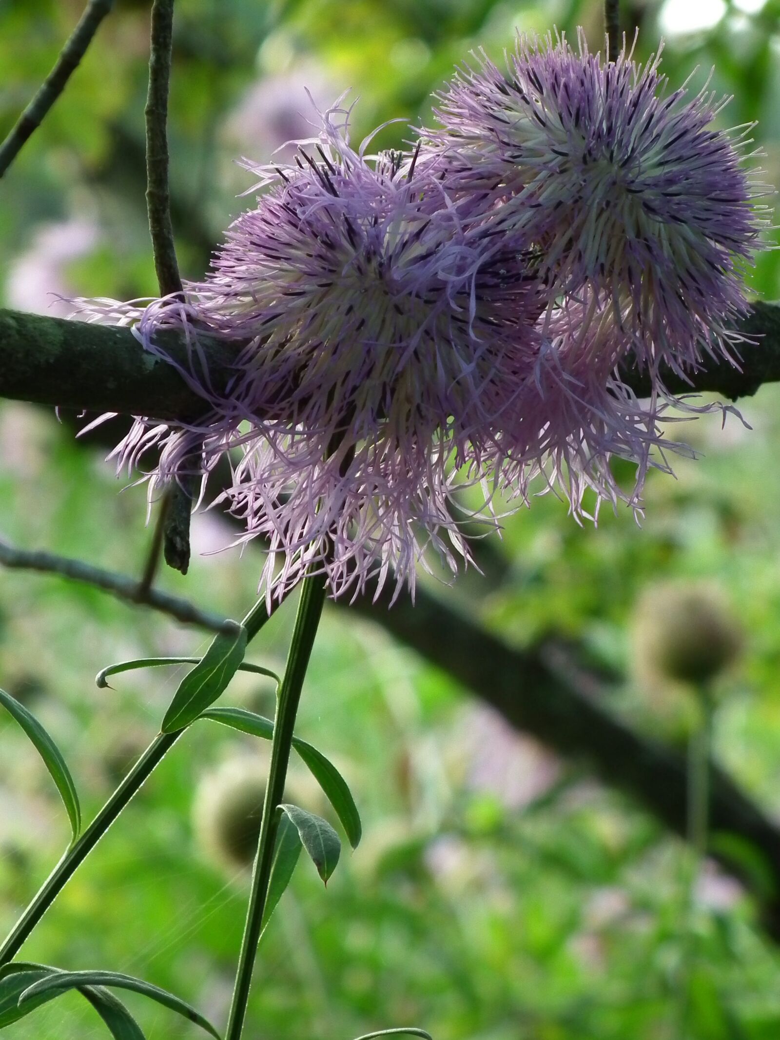 FujiFilm FinePix HS10 (FinePix HS11) sample photo. Wildflowers, nature, outdoors photography