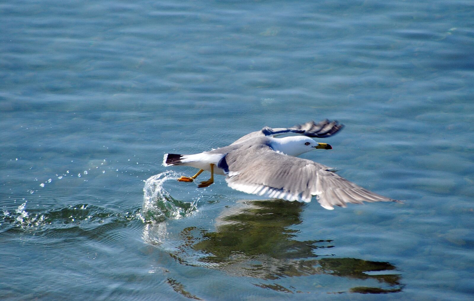 Nikon D80 sample photo. Seagull, gull, bird photography