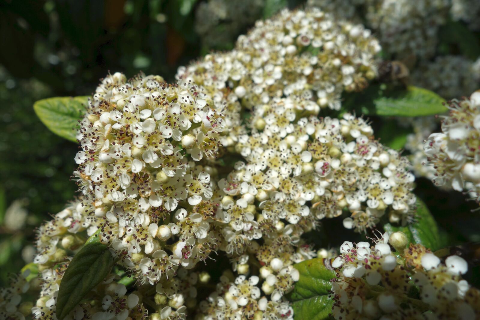 Sony Cyber-shot DSC-RX100 sample photo. Flowers, summer, bush photography