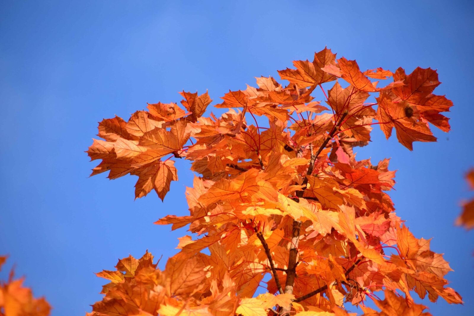 Nikon D3300 sample photo. Leaf, nature, tree, autumn photography