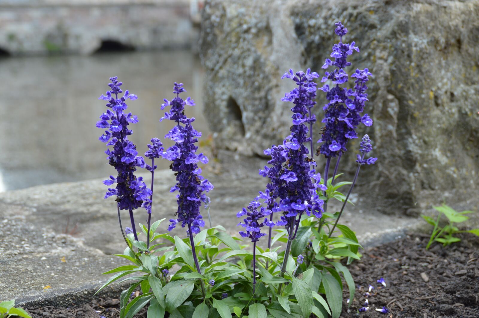Nikon D3200 sample photo. Flowers, nature, summer photography