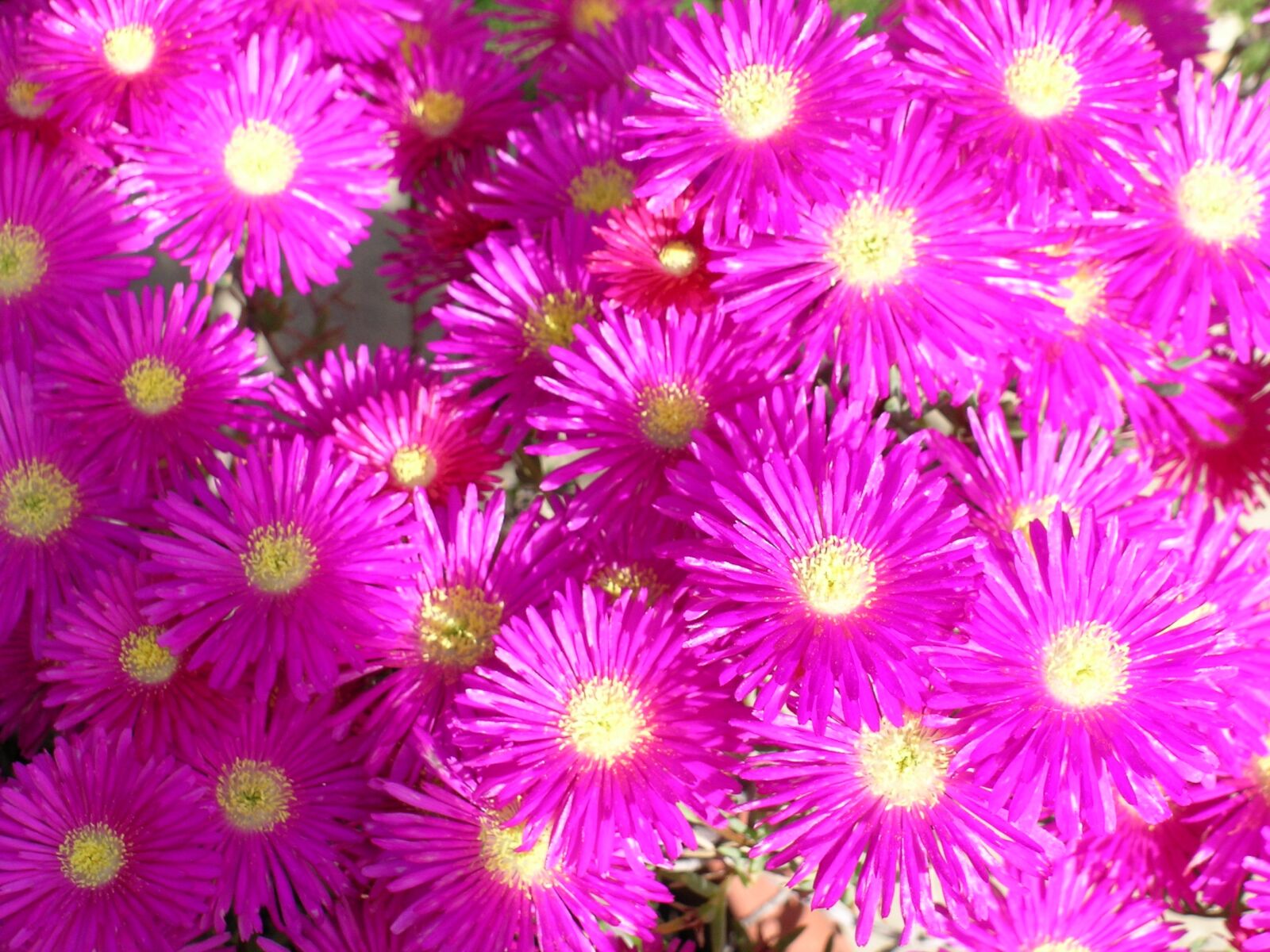 Nikon E5400 sample photo. Flower, blossoms, floral photography