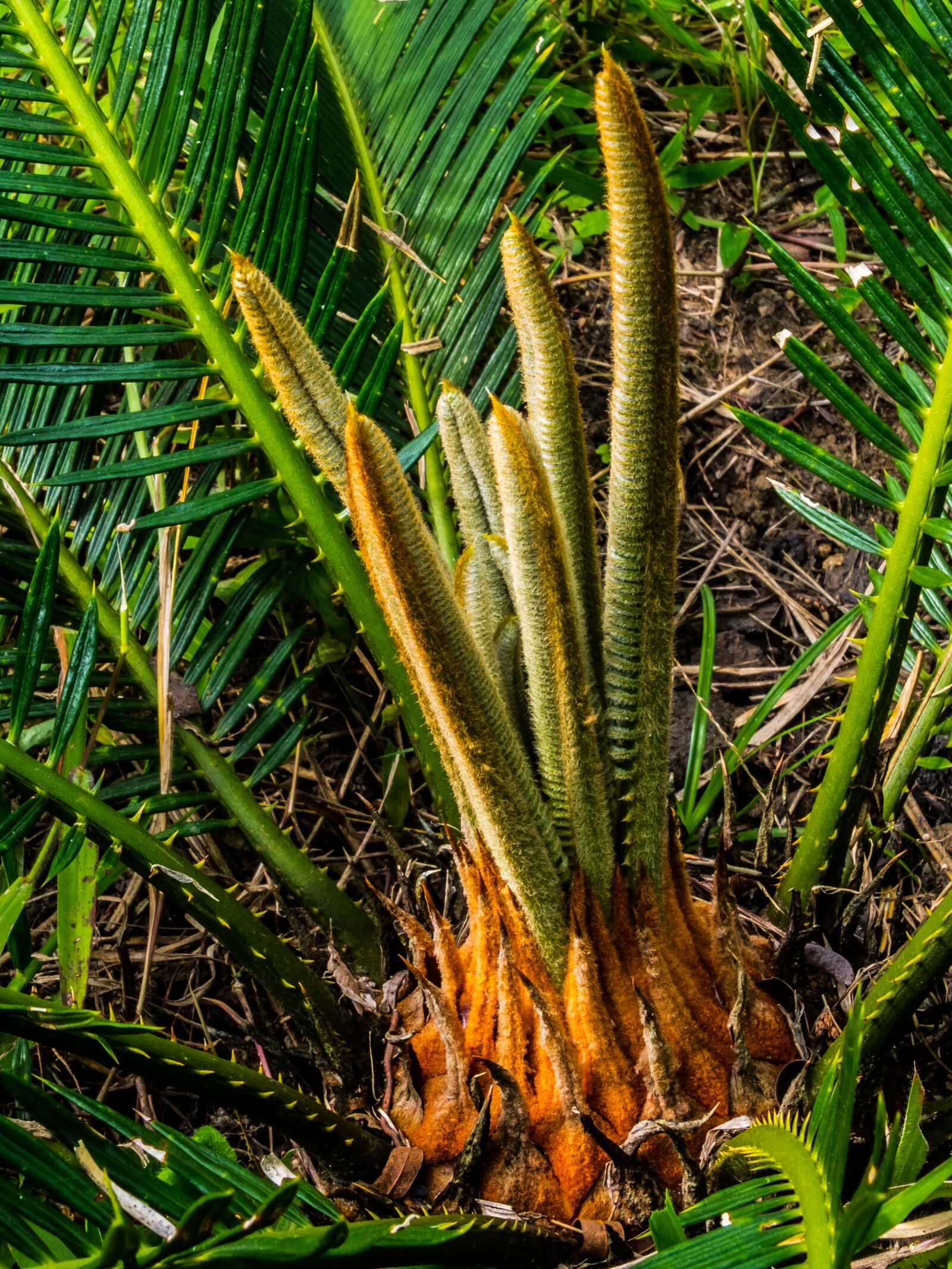 Fujifilm X-S1 sample photo. Palm, palm tree, new photography