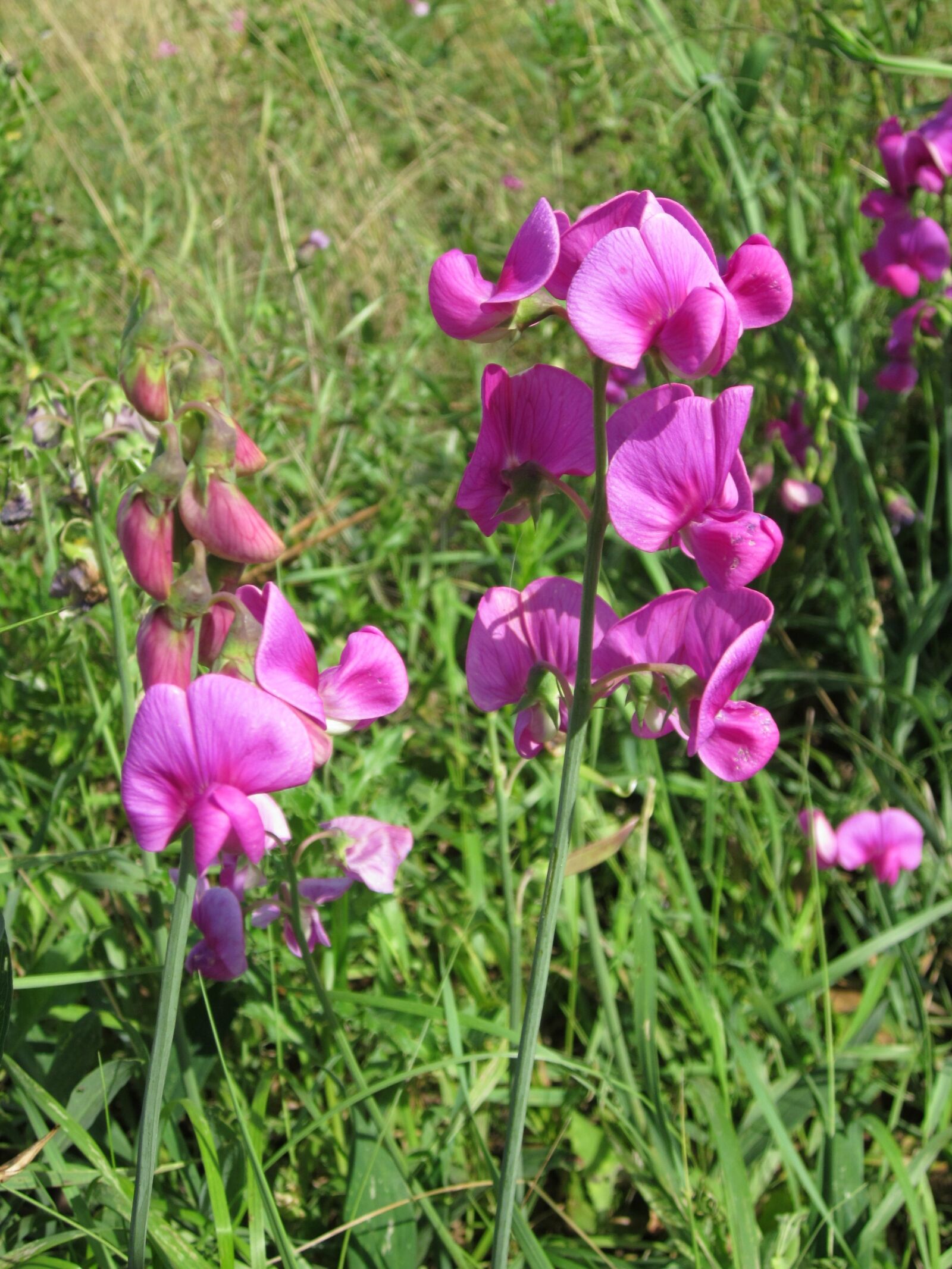 Canon PowerShot A1200 sample photo. Lathyrus tuberosus, flower, plant photography