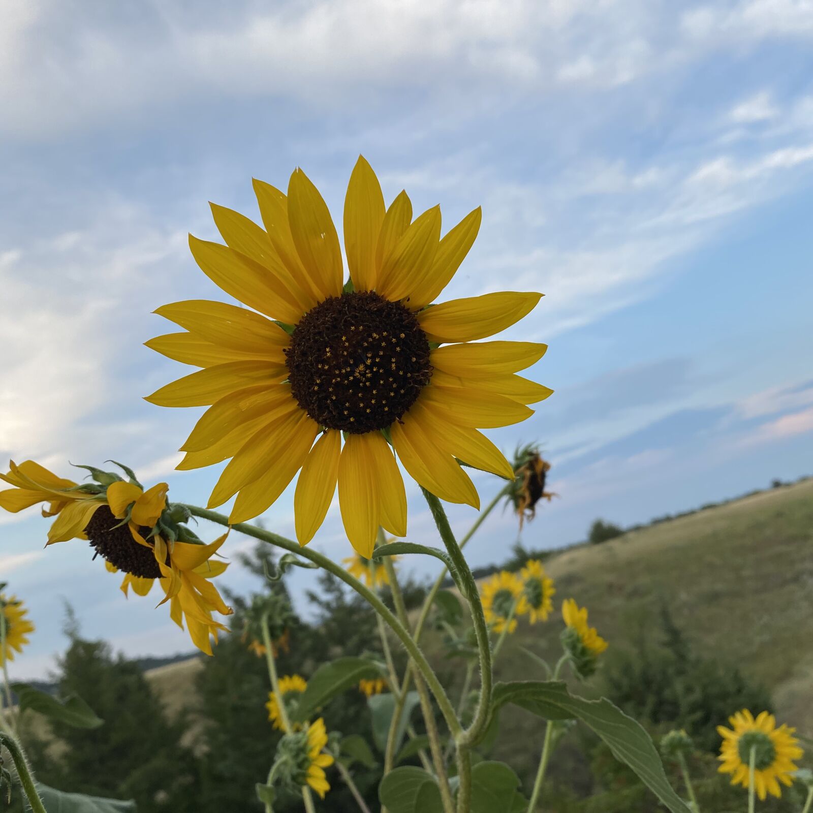 iPhone 11 Pro Max back triple camera 4.25mm f/1.8 sample photo. Sunflower, clouds, landscape photography