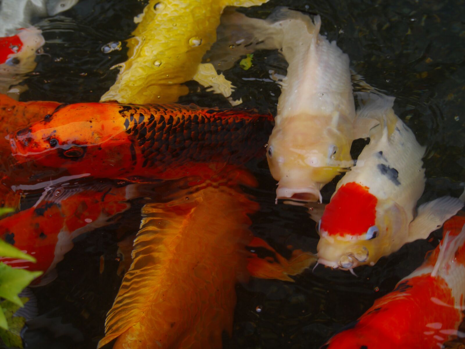 Panasonic Lumix DMC-GX1 sample photo. Aquarium fish, colored carp photography