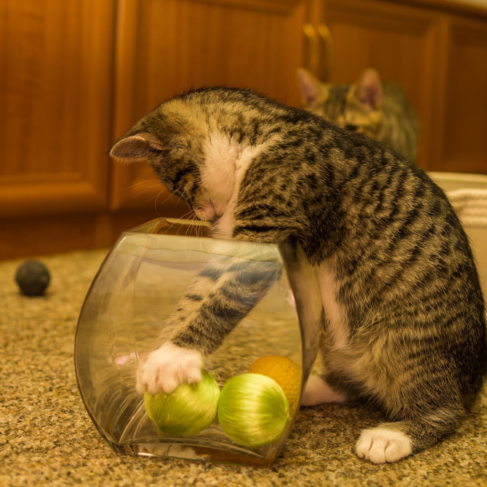 30mm F1.4 DC DN | Contemporary 016 sample photo. Cat, small, mackerel photography