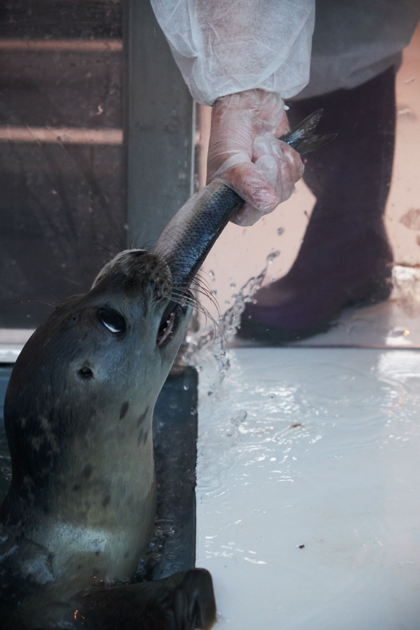 Fujifilm XF 18-55mm F2.8-4 R LM OIS sample photo. Seal, breeding, rearing photography