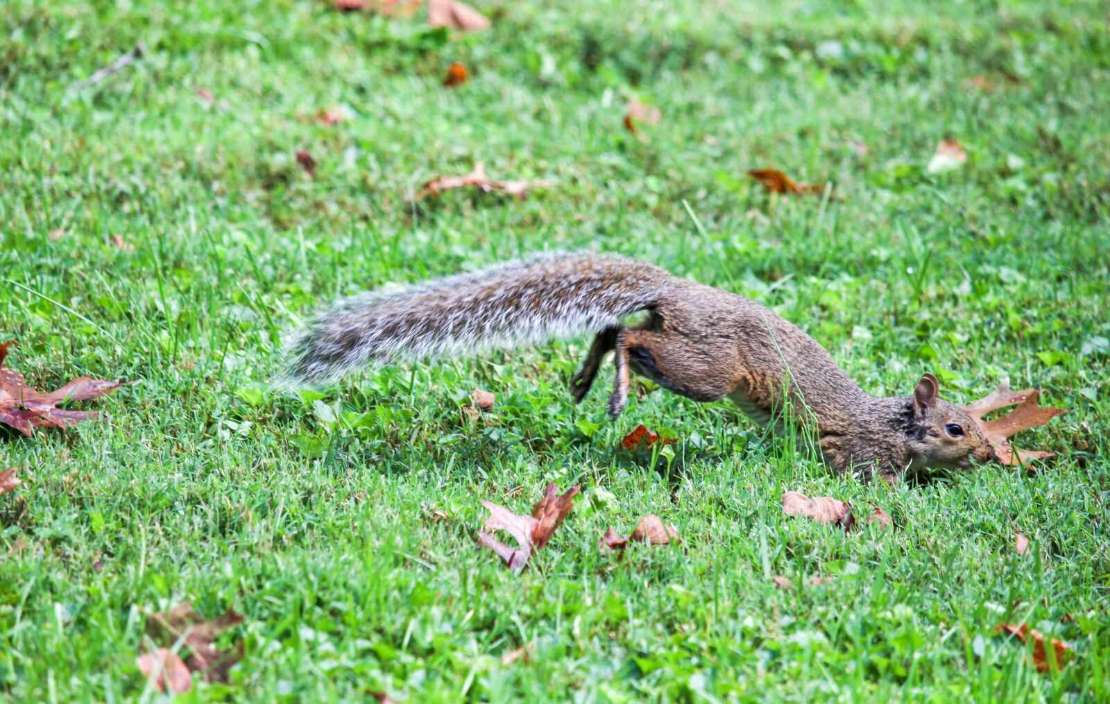 Canon EOS 700D (EOS Rebel T5i / EOS Kiss X7i) sample photo. Nature, grass, wildlife photography