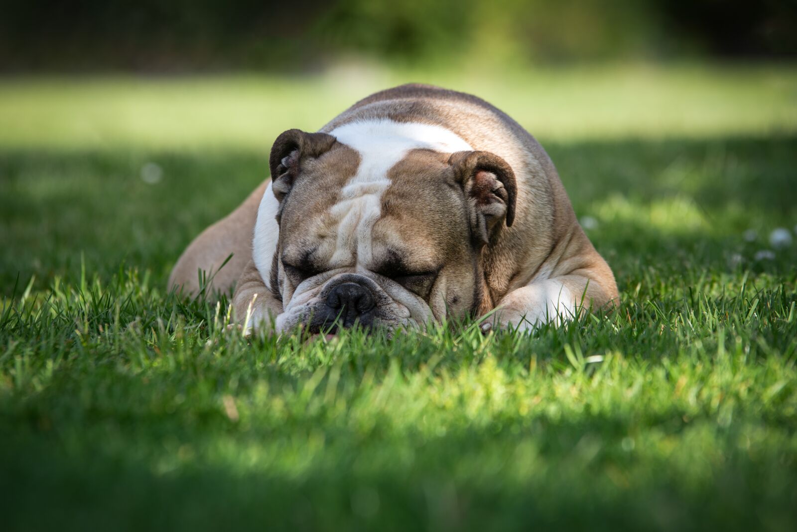 Nikon D7200 sample photo. Dog, bulldog, portrait photography