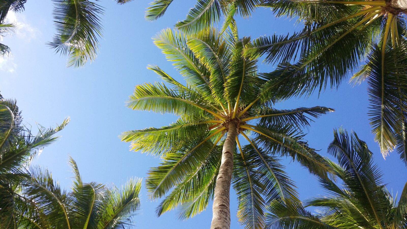 Samsung Galaxy S4 Active sample photo. Palm tree, sky, boracay photography