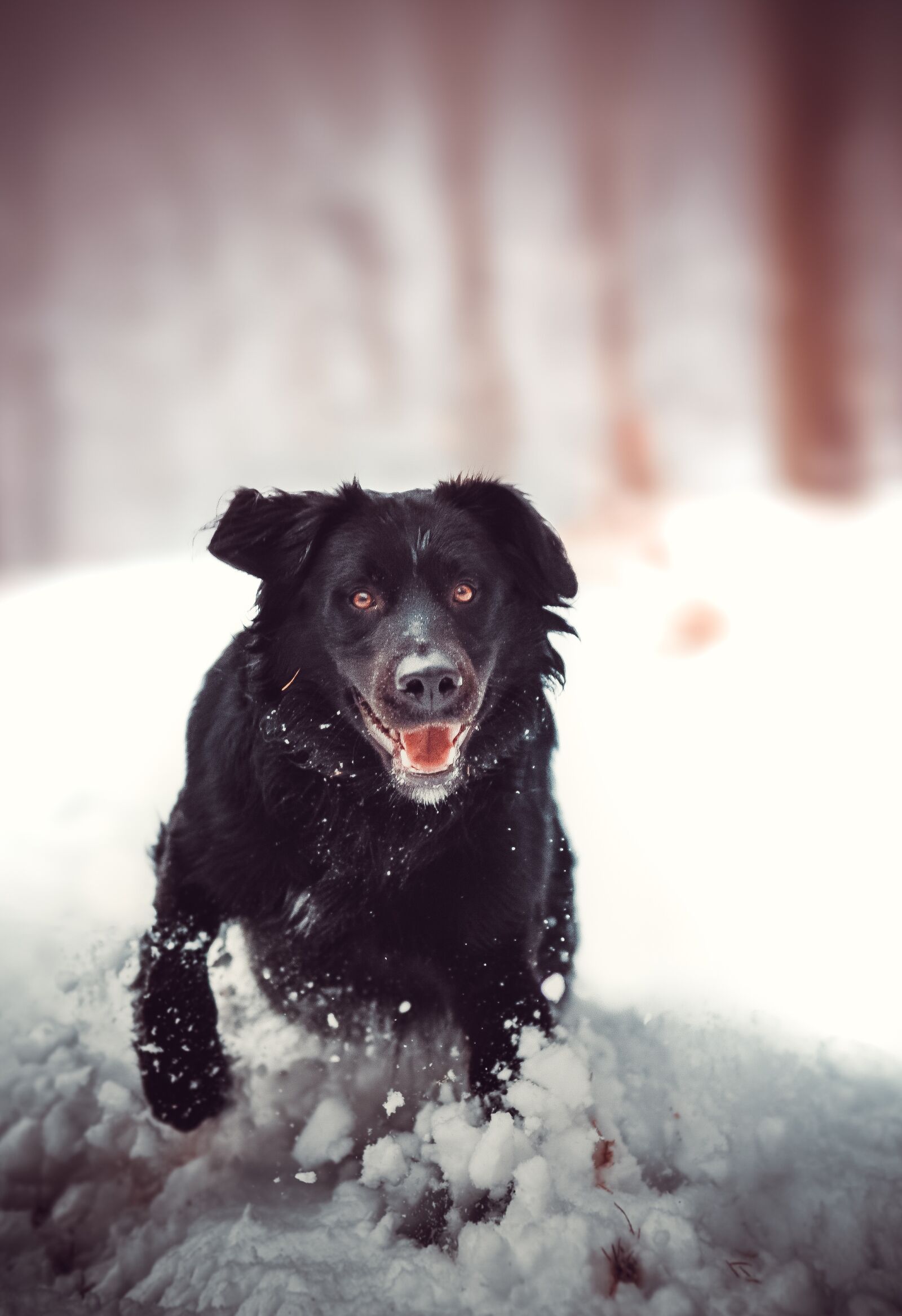 Nikon D750 sample photo. Dog, retriwer, snow photography
