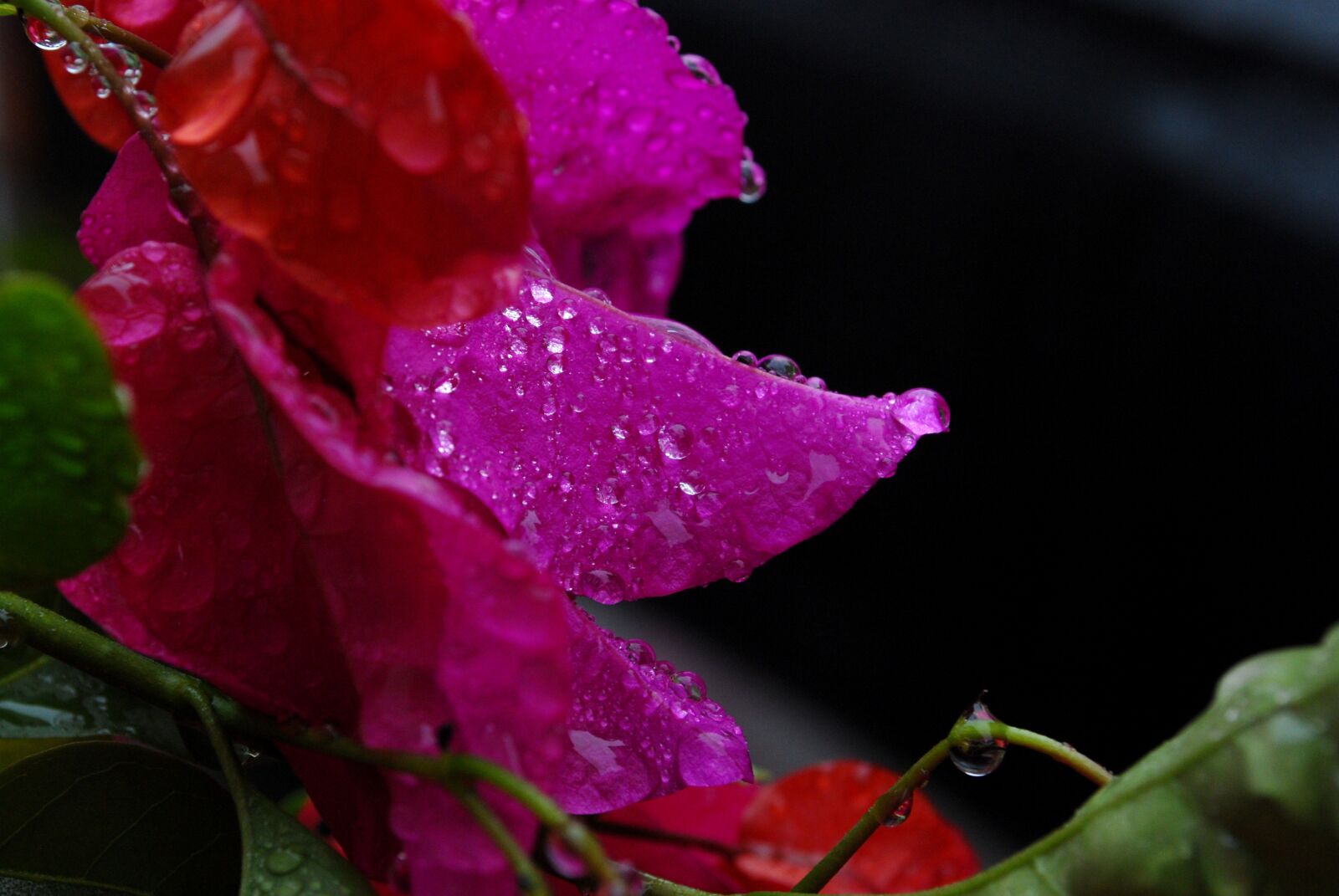 Nikon D60 sample photo. Flower, water, rosa photography