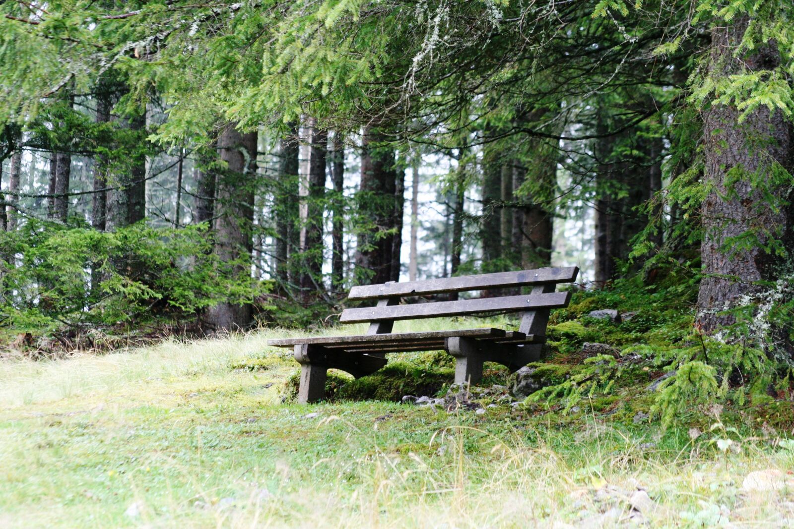 Canon EOS 350D (EOS Digital Rebel XT / EOS Kiss Digital N) sample photo. Bank, alm, forest photography