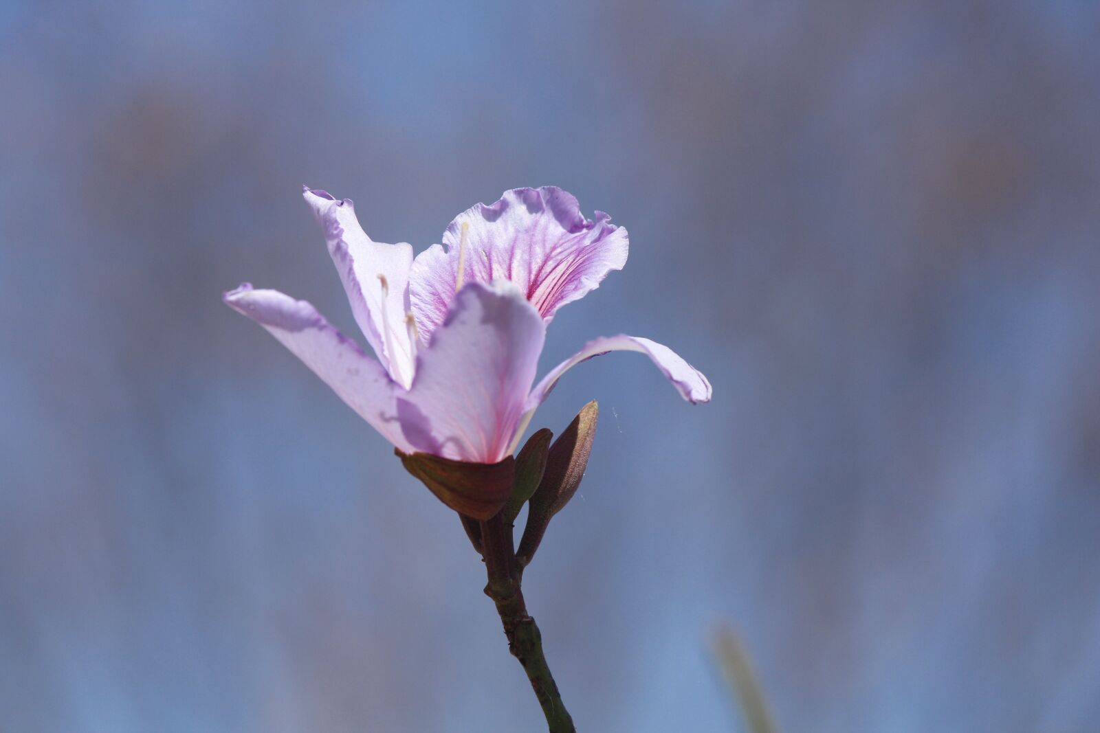 Canon EOS 700D (EOS Rebel T5i / EOS Kiss X7i) sample photo. Flower, sky, rosa photography