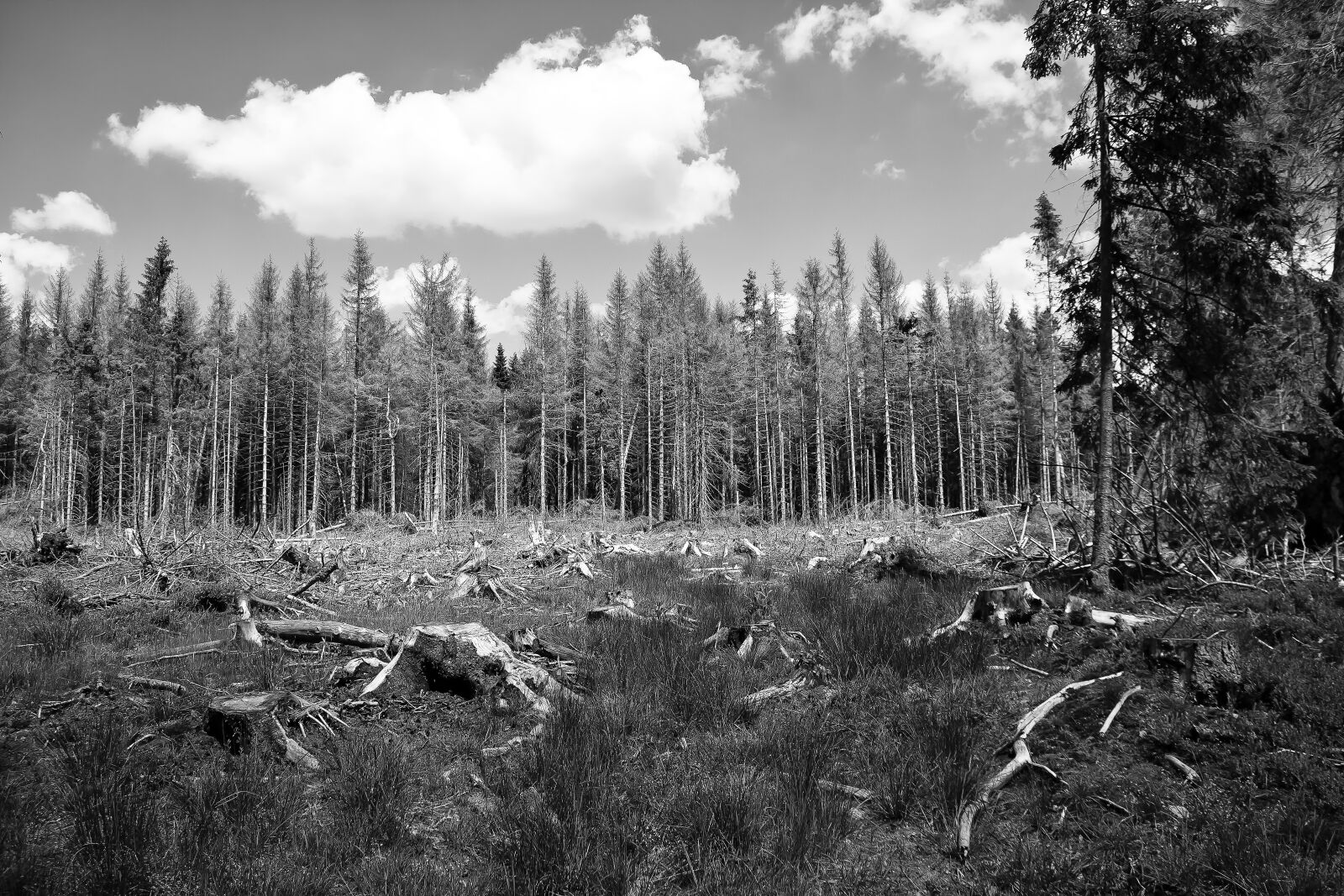 Canon EOS 50D sample photo. Waldsterben, bark beetles, log photography