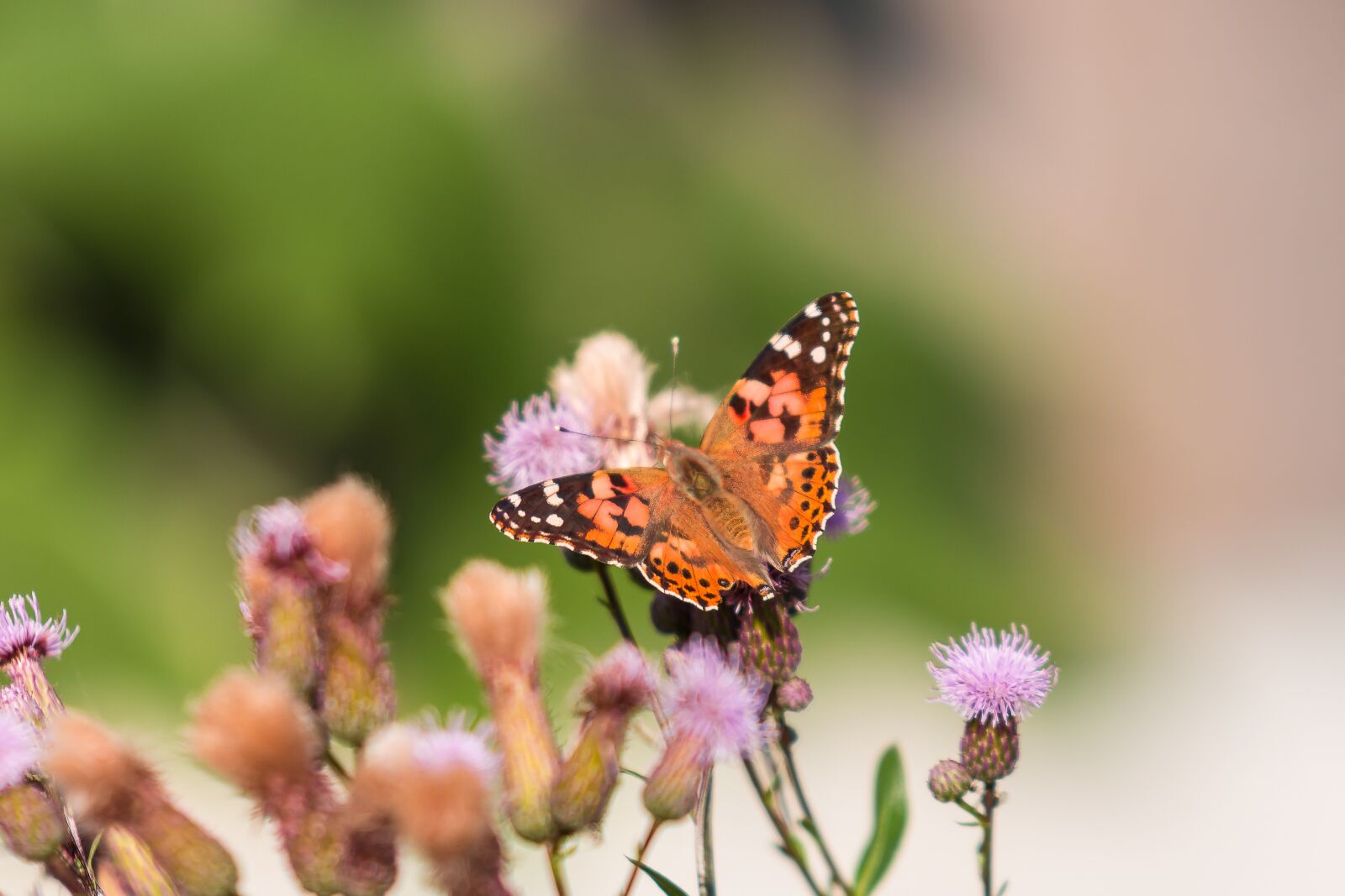 Nikon D7200 sample photo. Butterfly, nature, insect photography