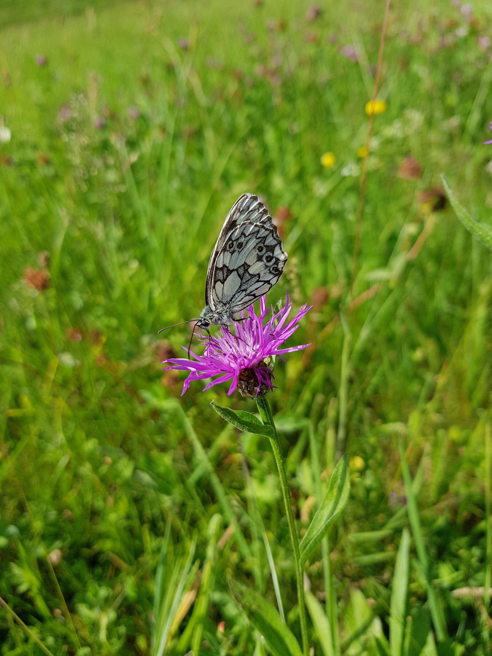 Samsung Galaxy S8 sample photo. Nature, insect, summer photography