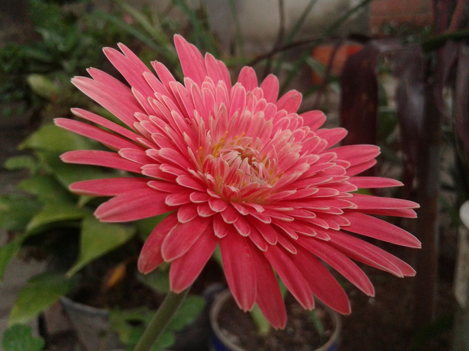 Samsung Galaxy Core sample photo. Flower, rosa, garden photography