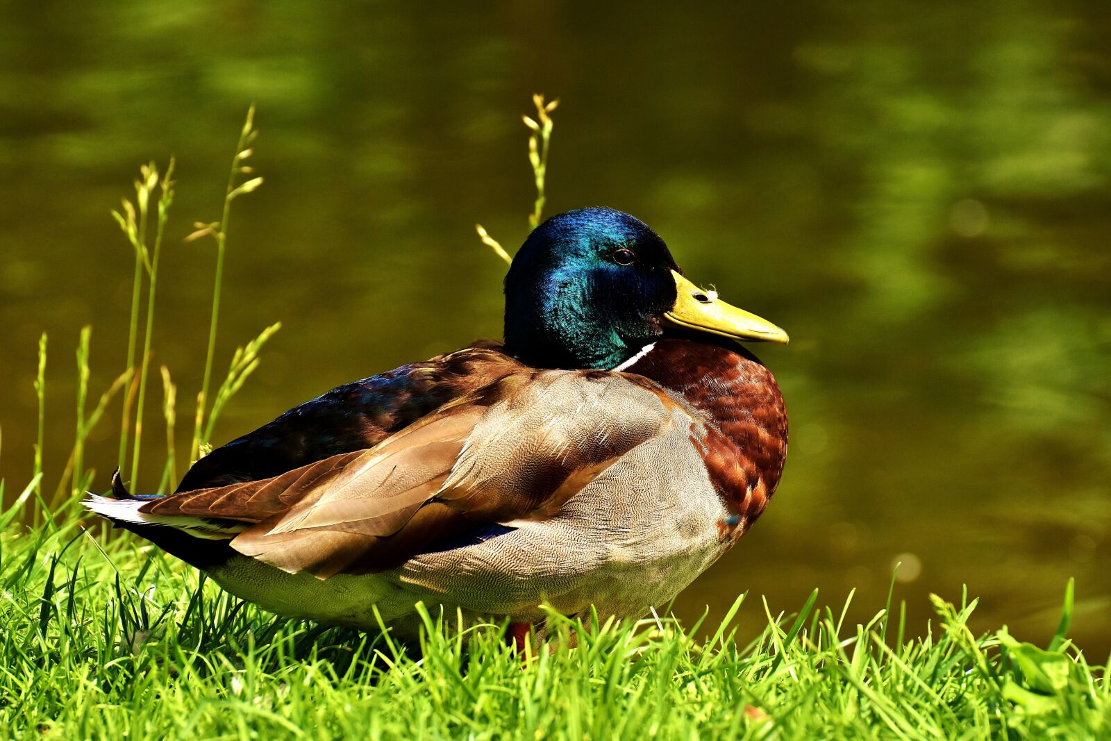 Nikon D7200 sample photo. Duck, mallard, drake photography