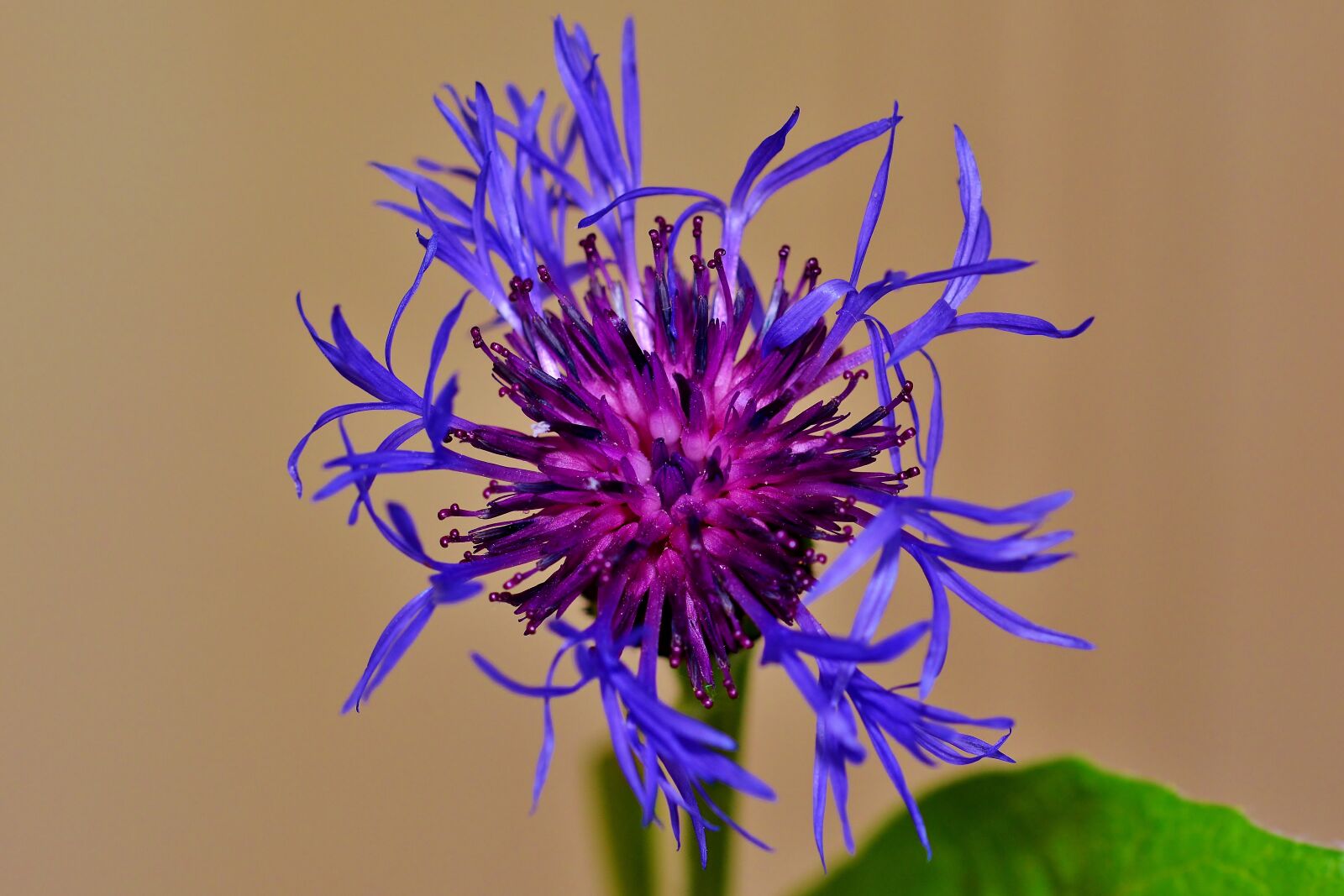 Nikon D5200 sample photo. Pointed flower, garden, nature photography