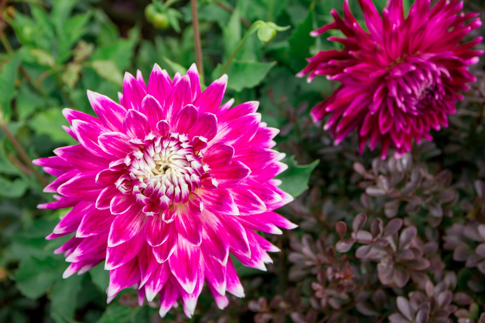 Canon EOS 700D (EOS Rebel T5i / EOS Kiss X7i) sample photo. Dahlias, pink, blossom photography