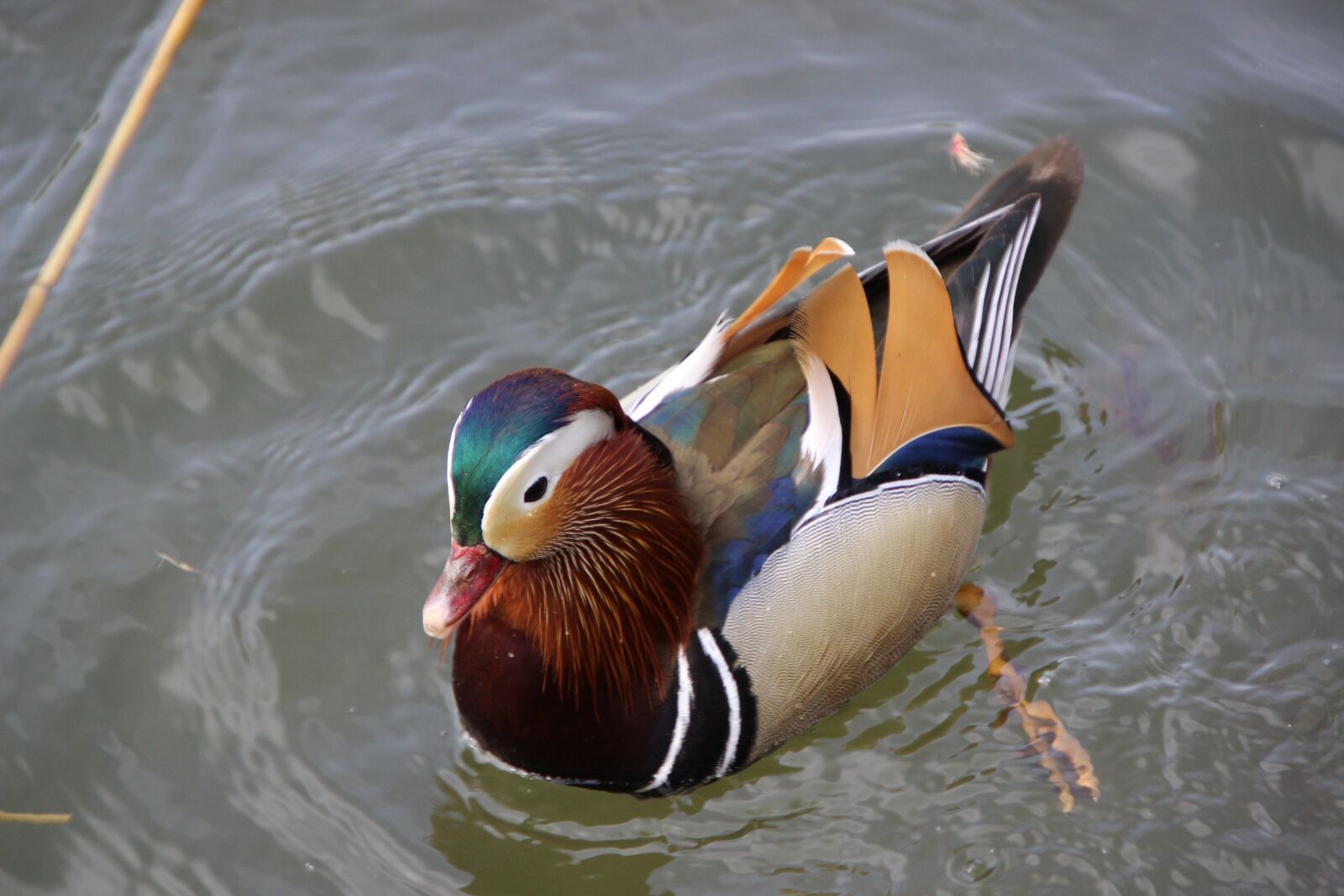 Canon EOS 600D (Rebel EOS T3i / EOS Kiss X5) sample photo. Bird, duck, beak photography