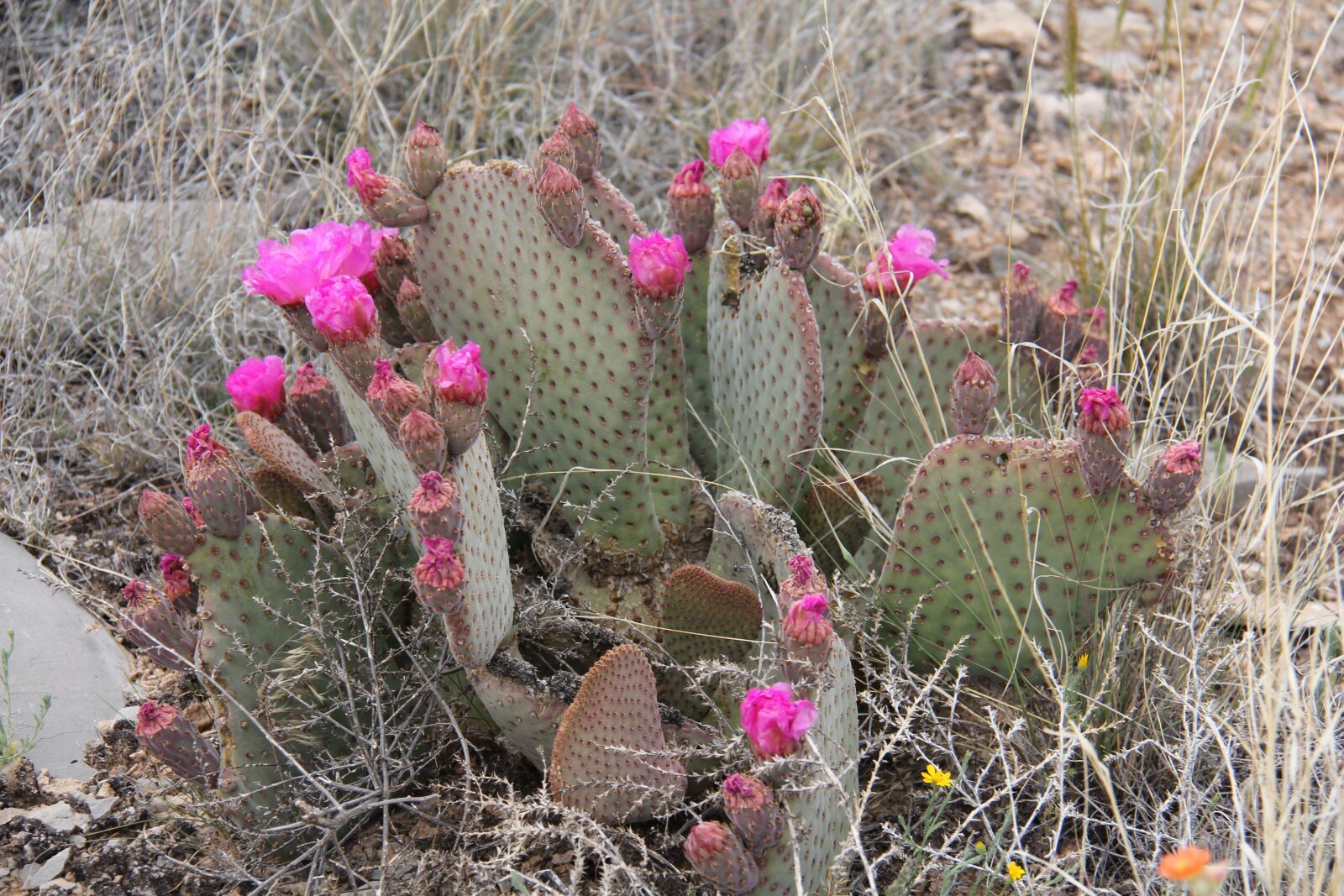Canon EOS 60D sample photo. Cactus, flowers, succulent photography