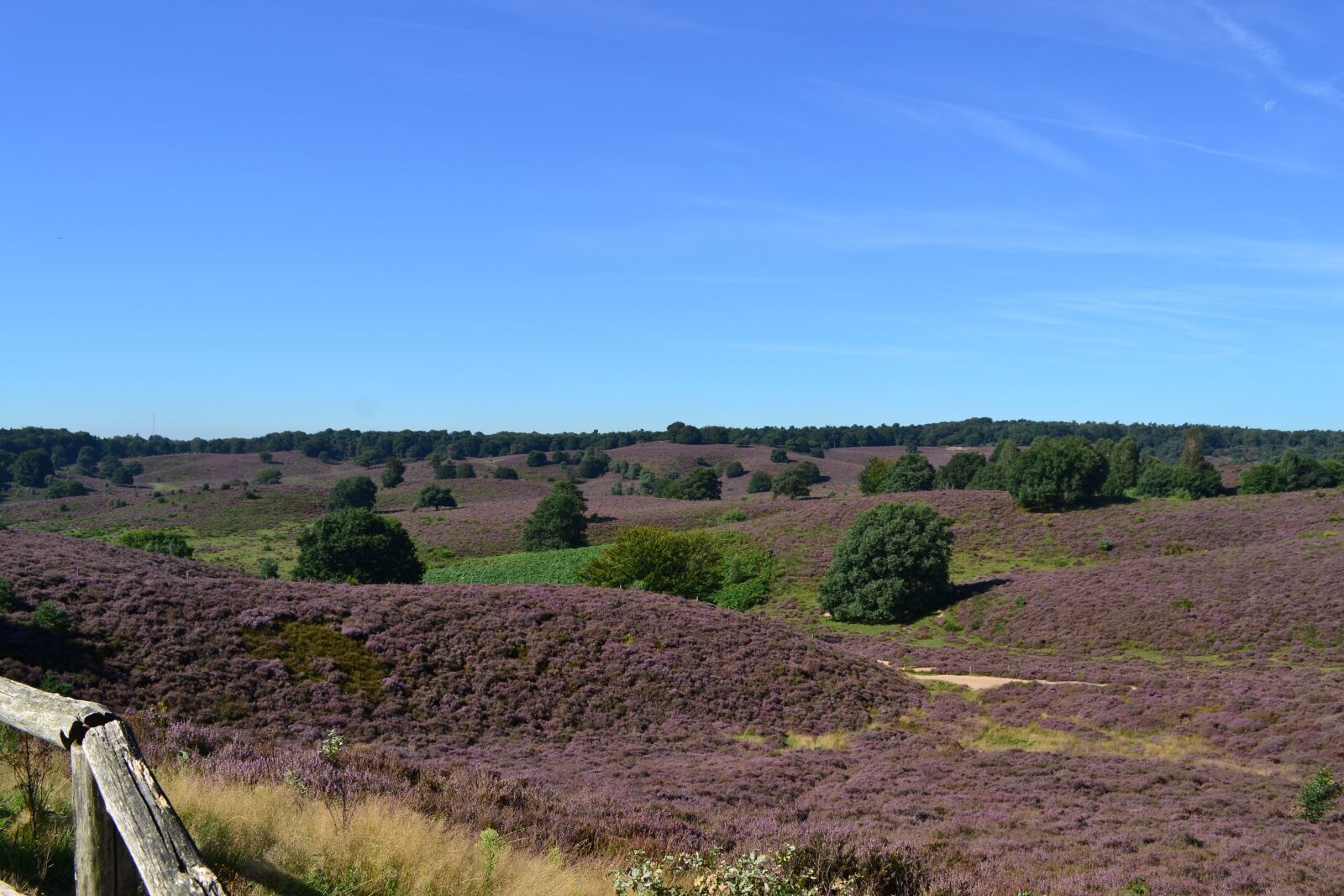 Nikon D3100 sample photo. Nature, landscape, heide photography