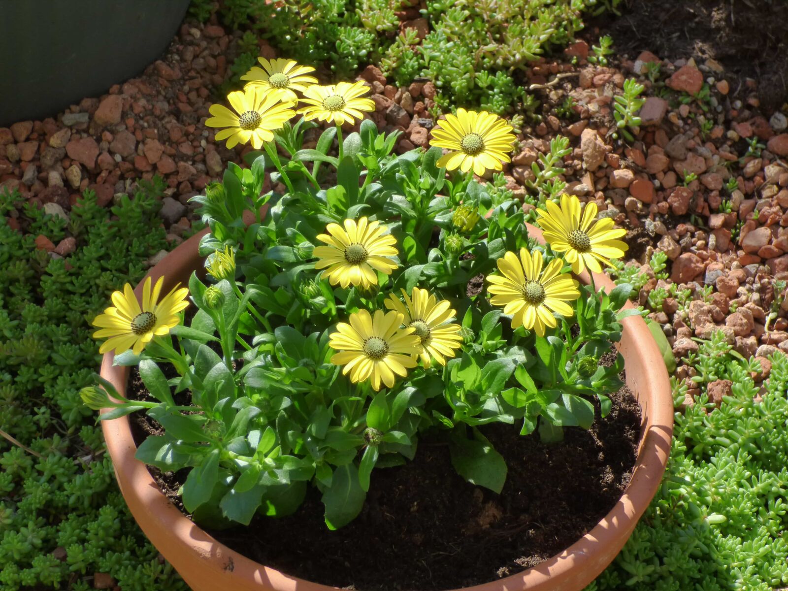 Panasonic DMC-FZ72 sample photo. Ceramics, flowerpot, greenish yellow photography