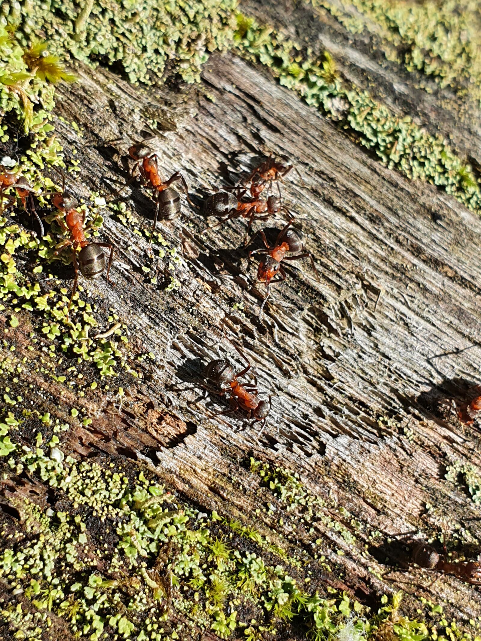 Samsung Galaxy S10 sample photo. Ants, ant, tree photography