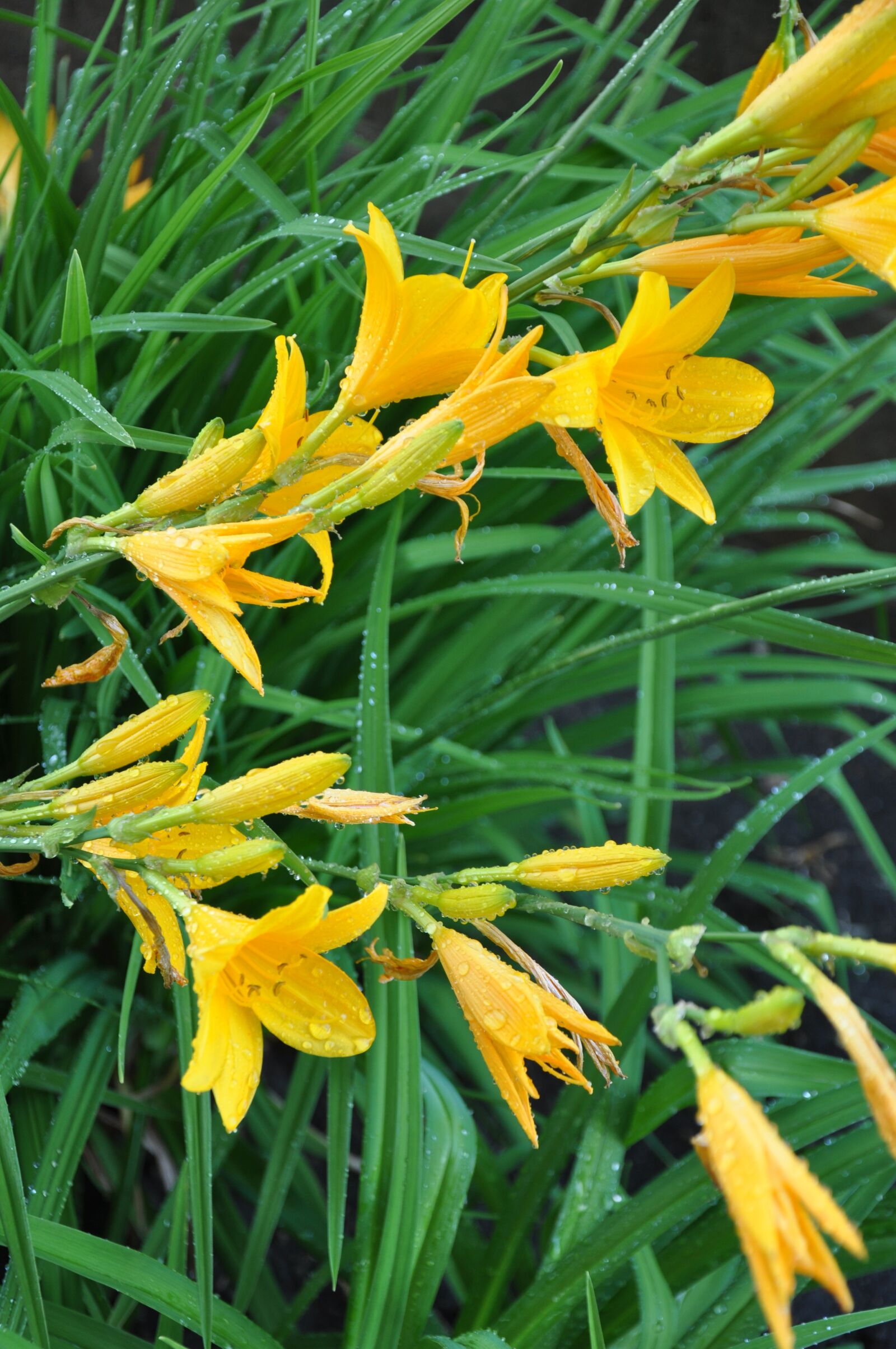 Nikon D90 sample photo. Flowers, yellow, flower photography