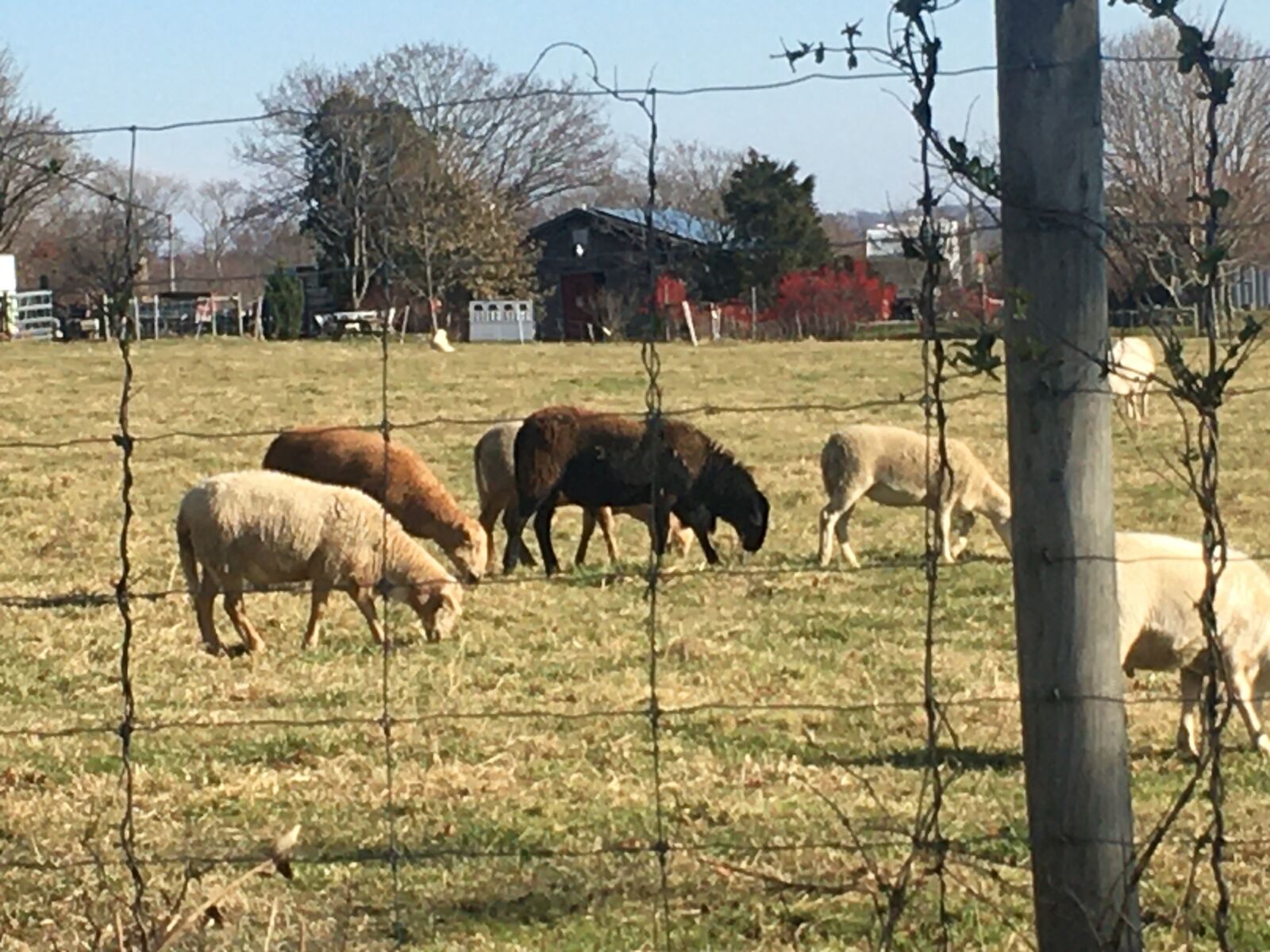 iPhone 6s back camera 4.15mm f/2.2 sample photo. Sheep, gate, pasture photography