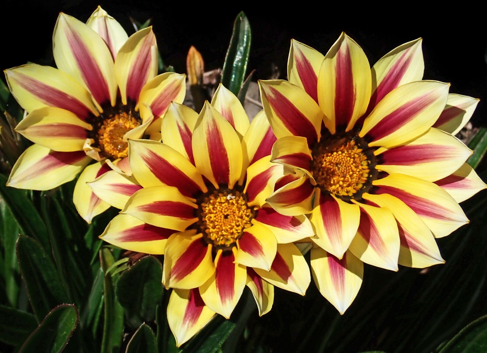 Olympus TG-5 sample photo. Flowers, daisies, striped photography