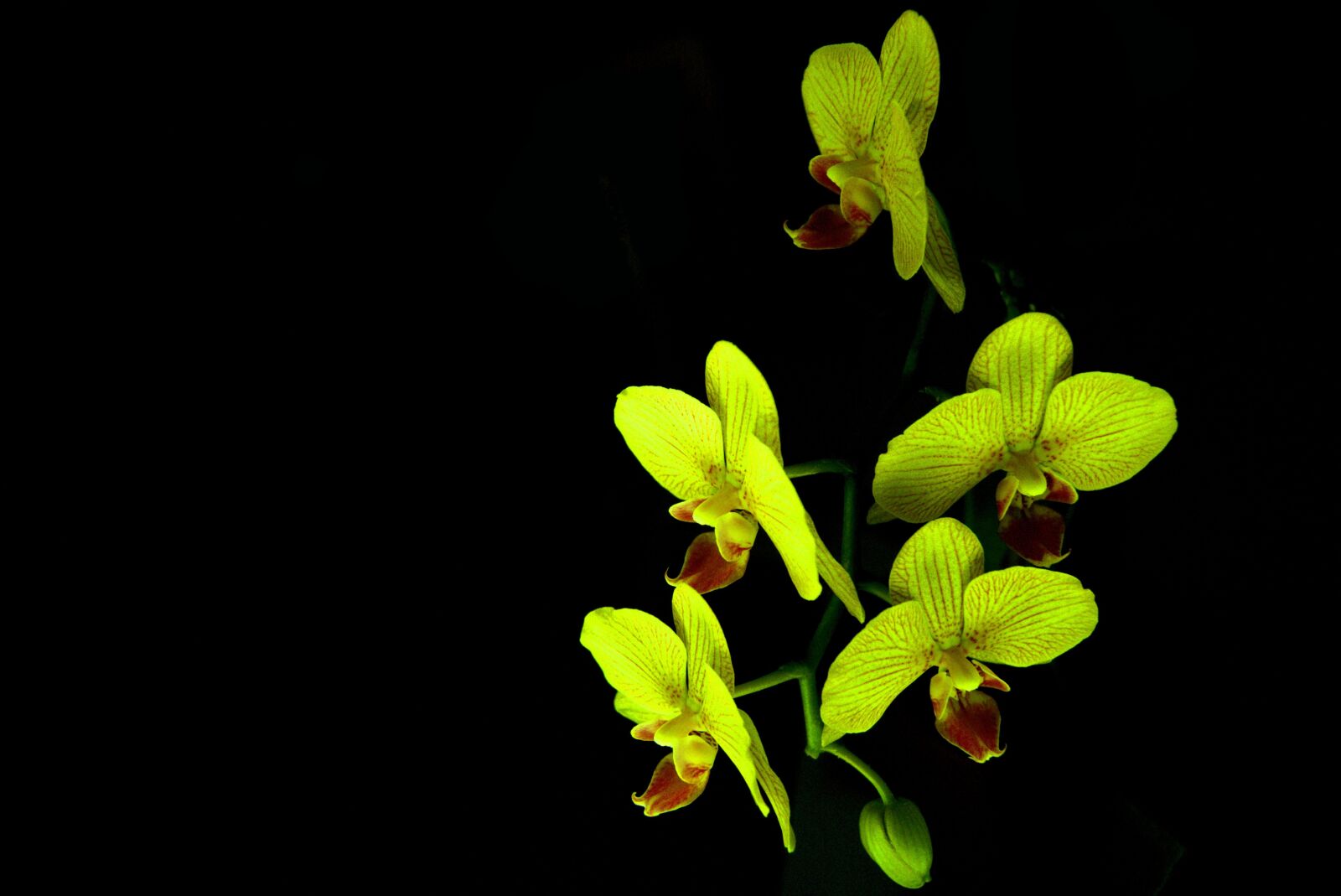 Sony SLT-A65 (SLT-A65V) + Sony DT 18-55mm F3.5-5.6 SAM sample photo. Flower, nature, colour photography