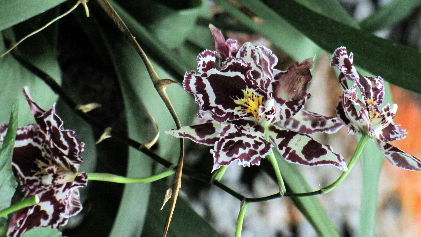 Canon PowerShot SX1 IS sample photo. Orchid, flower, tropical photography