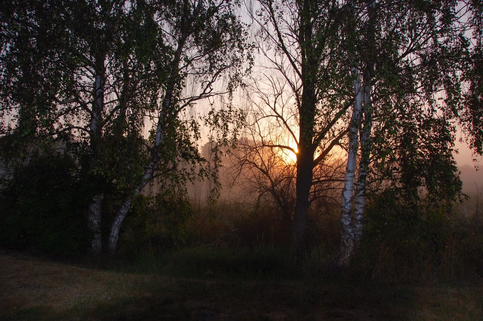 Nikon D40 sample photo. Tree, nature, landscape photography