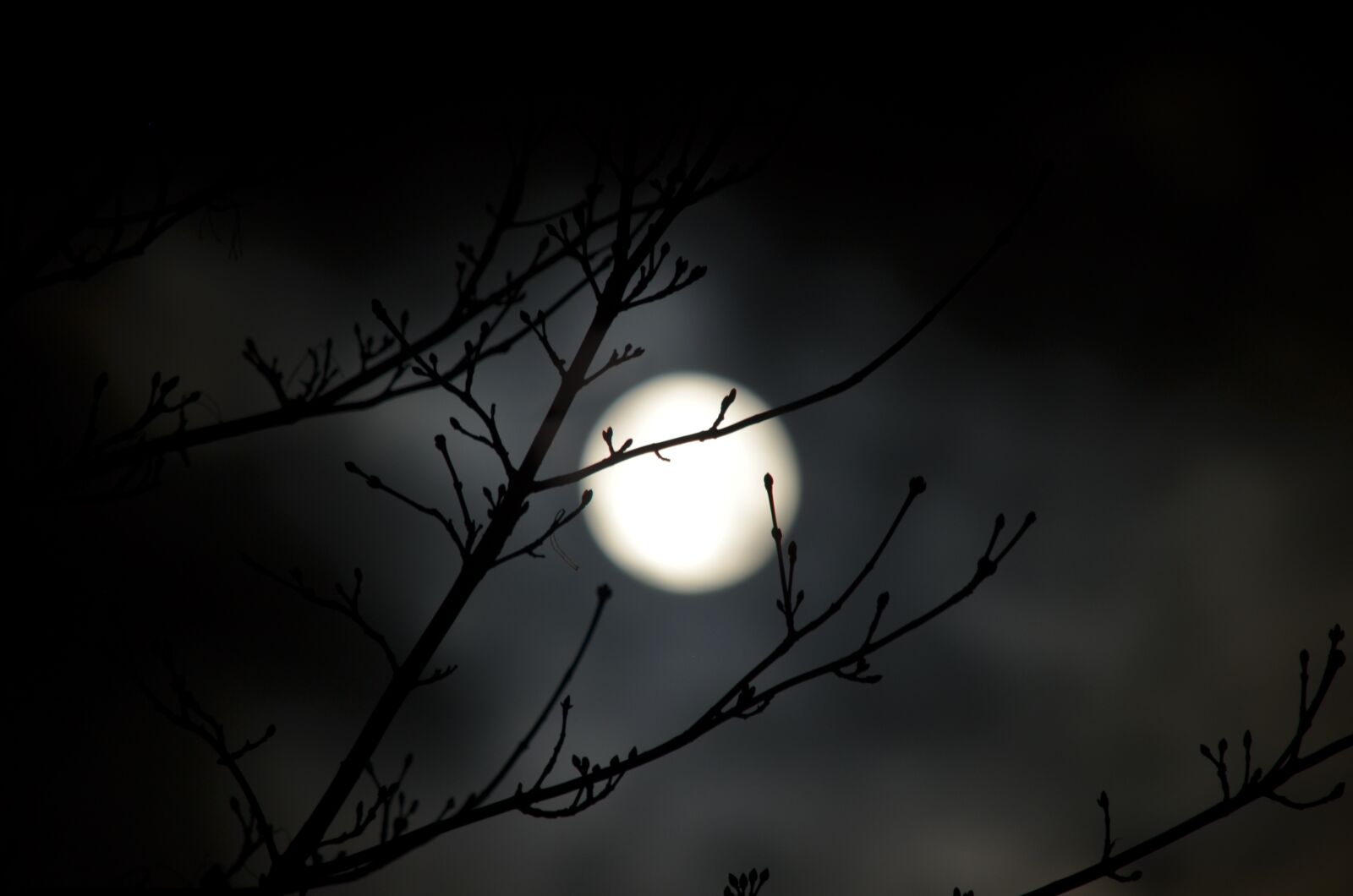 Nikon D5100 sample photo. Nature, darkness, tree photography