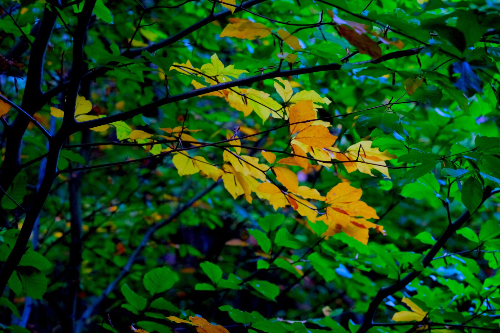 Fujifilm X-T20 sample photo. Fall foliage, deciduous tree photography